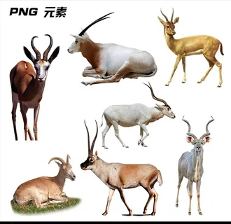 羚羊免扣元素图片