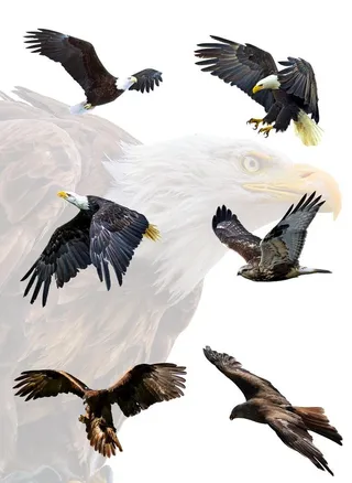 不同形态七只雄鹰图片