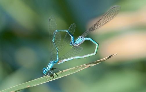 豆娘图片 豆娘图片