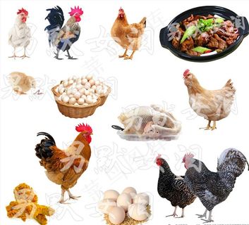 鸡生图片