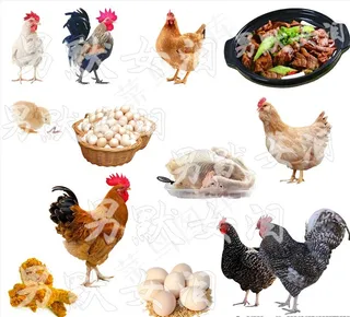 鸡生图片