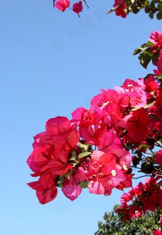 紫色三角梅图片