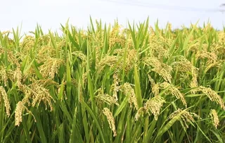 成熟的水稻图片