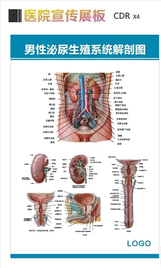 男性生殖解剖图图片