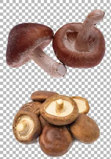 蘑菇图片 蘑菇图片