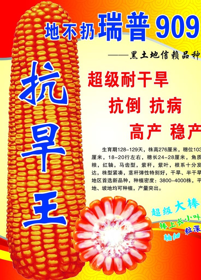宣传单 玉米种子 多抗品种图片(4500x6000)psd模版下载