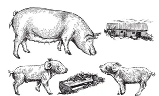 手绘猪图片
