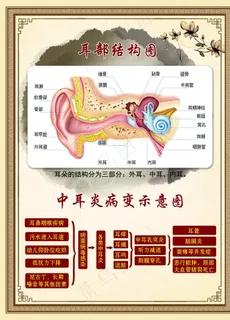 耳道图图片