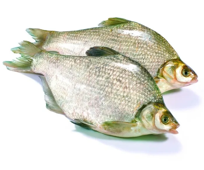 鳊鱼图片 鳊鱼图片