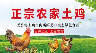 农家土鸡图片