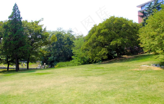 树林草坪图片