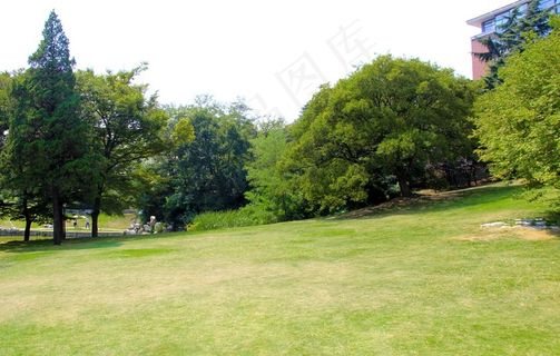 树林草坪图片