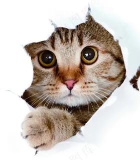 猫图片 猫图片