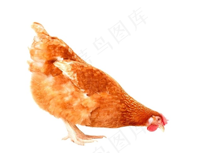 鸡图片