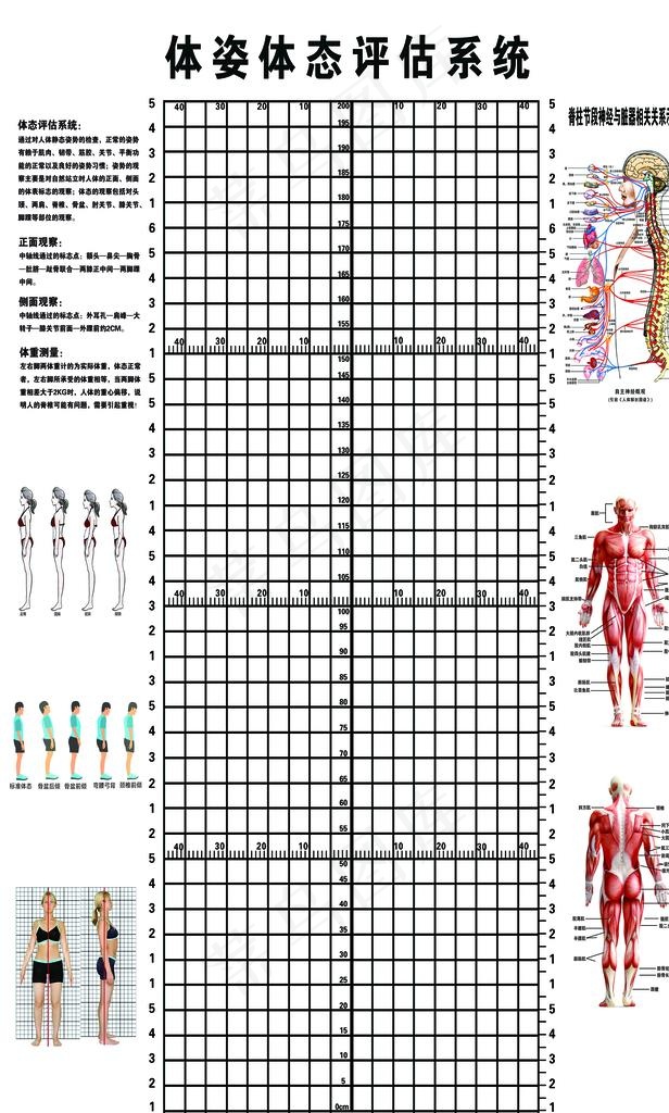 体资体态评估系统图示图片(7480x11811)psd模版下载