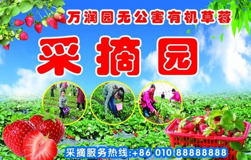 草莓采摘园 有机草莓 草莓特写图片