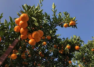 成熟的桔子图片