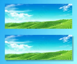 美丽的茶园图片