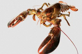 免抠图高清大龙虾图片