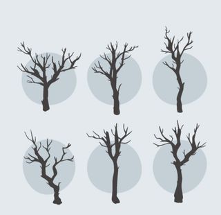 树 图片
