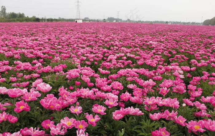 芍花 芍药花 芍药花海 亳州图片