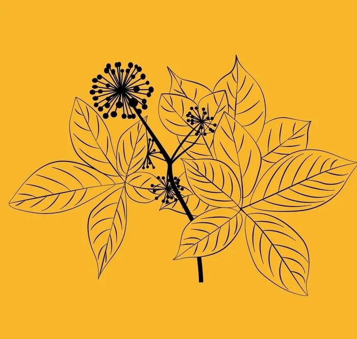 刺五加图片ai矢量模版下载