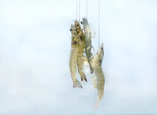 南美白对虾图片