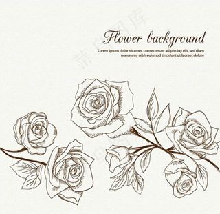 手绘线稿春季玫瑰海报图片