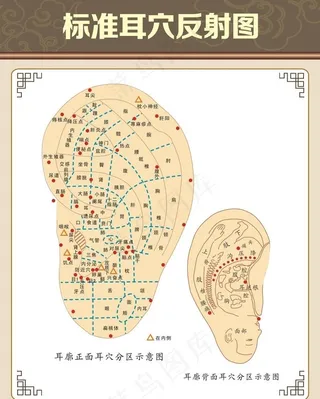 耳穴反射图图片