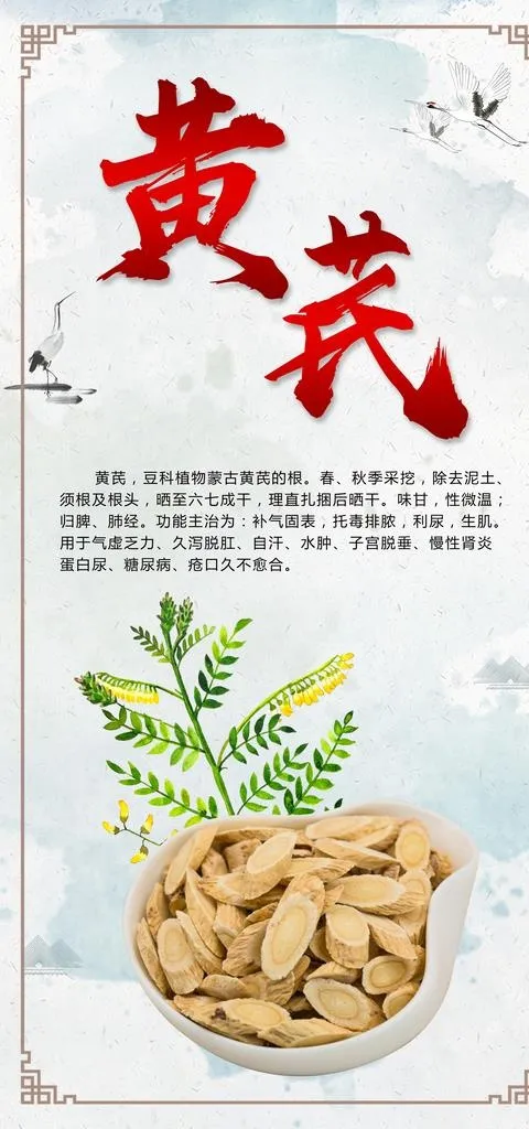 黄芪图片(3543x7087)psd模版下载