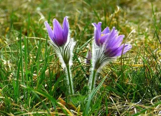 白头翁鲜花摄影美图图片