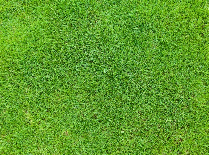 草地图片