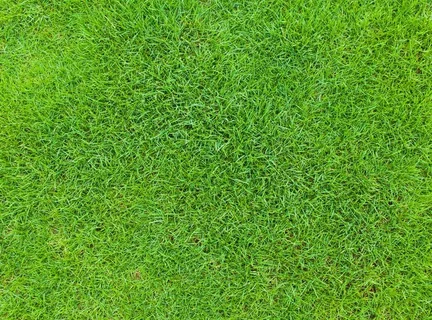 草地图片 草地图片