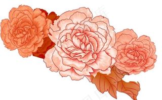 抠好的牡丹图片