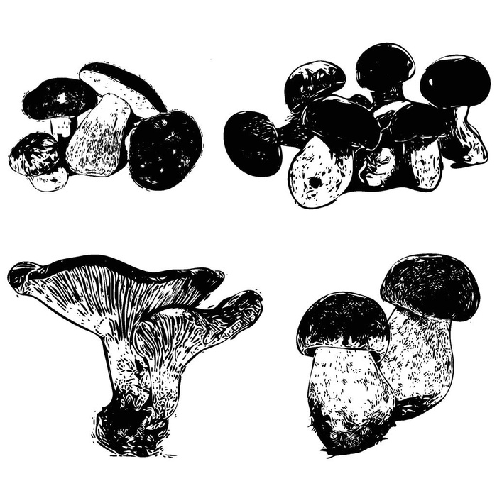 素描菌菇图片ai矢量模版下载