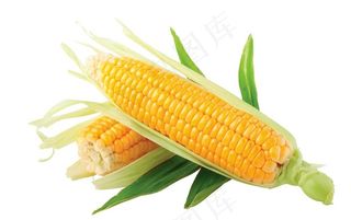玉米图片
