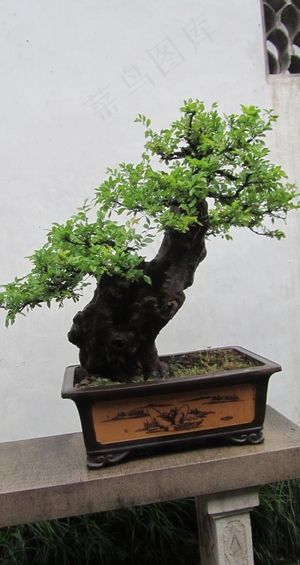盆景图片