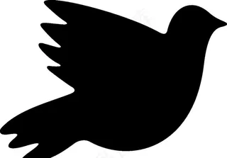 野生动物系 鸽子图片