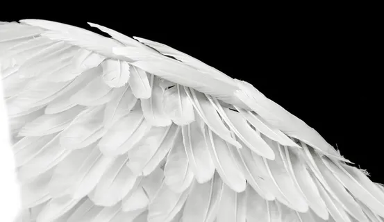 白色羽毛翅膀图片