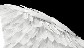 白色羽毛翅膀图片