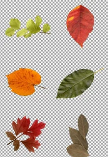 秋天的落叶图片 秋天的落叶图片