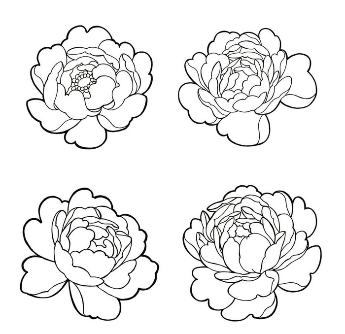 线描牡丹花头图片