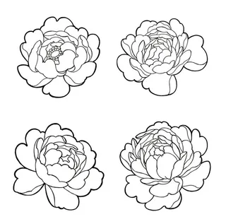 线描牡丹花头图片