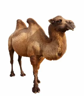 骆驼             图片