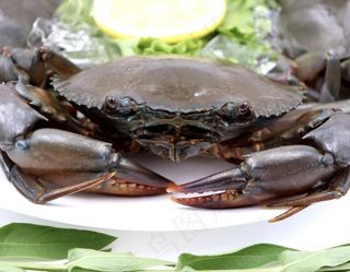斯里兰卡青蟹图片