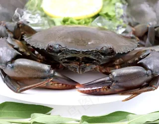 斯里兰卡青蟹图片