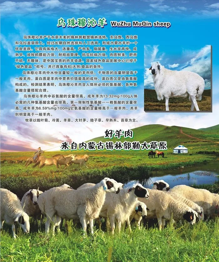草原 羊群 乌珠穆沁羊图片cdr矢量模版下载