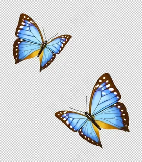 两只蝴蝶图片