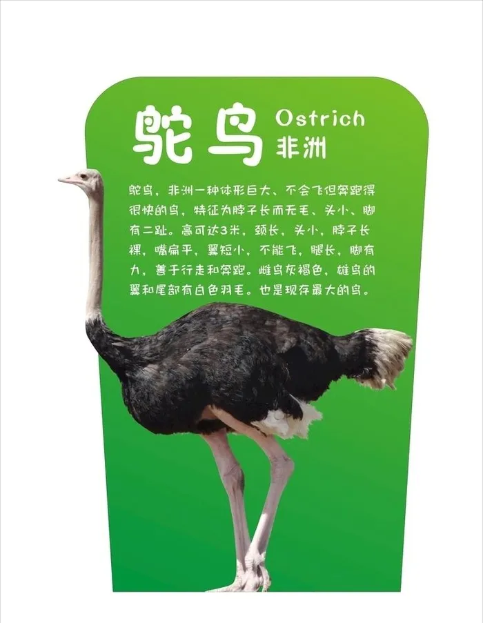 鸵鸟图片cdr矢量模版下载
