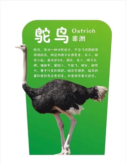 鸵鸟图片